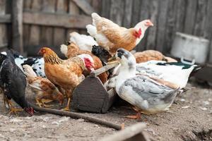 gäss och kyckling på gården foto