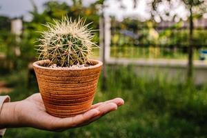 kaktusblommaträd kaktusar cactaceae juss foto