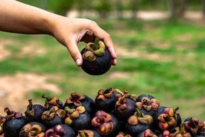 mangostan är en frukt från Asien som har varit mycket populär. mangostan har varit känd som frukternas drottning foto