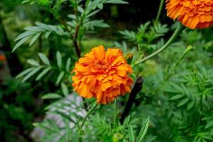 ringblomma trädgård, vacker utomhus blomsterträdgård, blommor är orange. foto