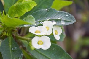 limeblommor blommar i thailands morgonträdgård.2 foto