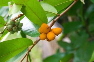 ellipeiopsis cherrevensis, vild frukt planterad för heminredning i thailand foto