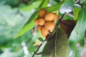 ellipeiopsis cherrevensis, vild frukt planterad för heminredning i thailand foto