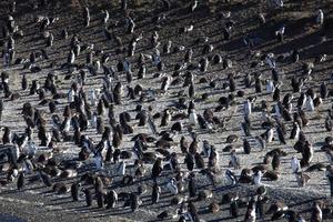 magellan pinguine foto