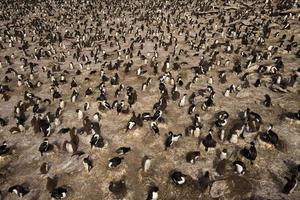 koloni av rockhopper-pingviner och kejserliga shags foto