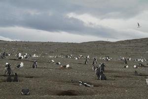 pingviner i patagonien foto