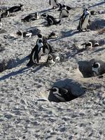 afrikansk pingvin foto