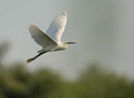 lilla ägretthägaren (egretta garzetta) under flygning foto