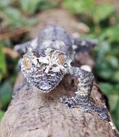 mossig blad-tailed gecko (uroplatus sikorae) kamouflerad på en tre