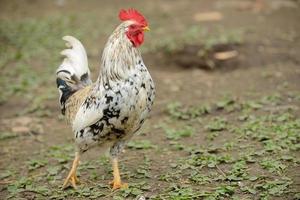 tupp eller kycklingar på traditionellt frittgående fjäderfäbruk