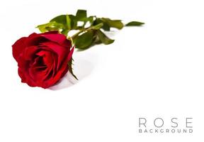 röd ros blomma på vit bakgrund. alla hjärtans kort. kärlek bakgrund foto