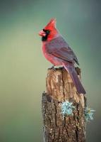 norra kardinal foto