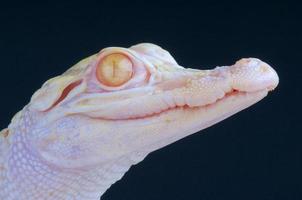 albino alligator / alligator mississippiensis foto