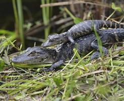 baby alligatorer foto