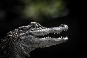 porträtt av en ung alligator foto