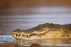 noll krokodil foto