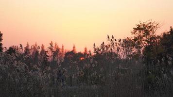 den vackra solnedgången i skogen med det varma och färgglada solnedgångssolljuset foto