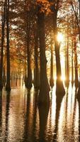 den vackra skogsutsikten över vattnet på hösten foto