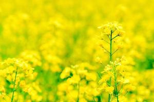 bakgrund av blommande gula blommor fält i naturlig sommar och suddig bild. foto