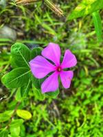 vackra färgglada rosor i trädgården foto