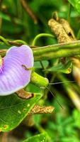 vackra blommor som blommar i trädgården foto