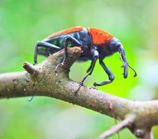 orange skalbagge insekter i tropiska skogar Thailand
