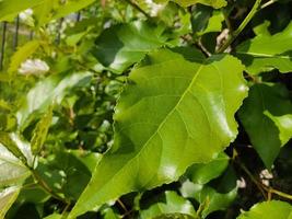 gröna blad av en ung poppel. sommarlandskap i soligt väder. foto