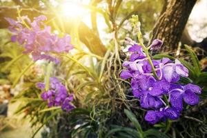 vacker orkidé blomma täcka bakgrund med naturlig bakgrund. foto