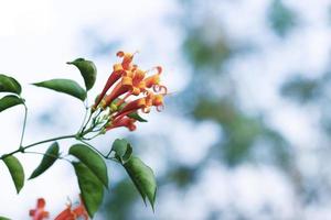 vackra pyrostegia venusta blommor med bokeh bakgrund. foto