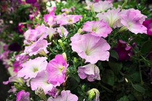 petunia blommor i parken. foto