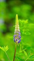 vacker lupin som står ensam med sina kontrasterande färger, novascotia, kanada foto