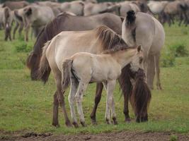 vilda hästar i tyskland foto
