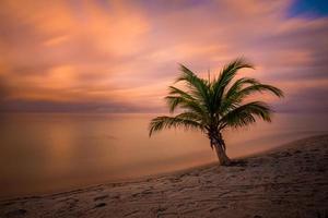 palm träd solnedgång