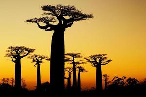 baobabs solnedgång silhuett foto