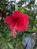 närbild, hibiskusblommans skönhet och unika foto