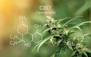 cbd kemisk formel, makro en cannabisblomma med bilden av formeln thc cbd cbn, cannabidiol eller cbd molekylär strukturell kemisk formel. foto