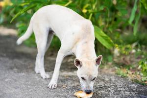 vit hund åt mat som föll på golvet. hungriga djur äter pizza på gatan. foto