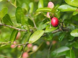 karanda frukt carissa carandas karanda carunda christ thorn apocynaceae träd som blommar i trädgården på suddig naturbakgrund foto