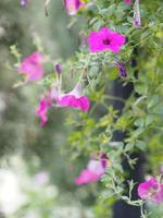 våg rosa färg petunia hybrida, solanaceae, namn blombukett vacker på suddig naturbakgrund foto