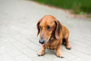 porträtt av en söt taxhund leende och glad i solig sommardag för en promenad i sommarparken foto