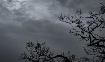 siluett döda träd på mörk dramatisk himmel och vita moln bakgrund för död och fred. halloween dag bakgrund. förtvivlan och hopplöst koncept. ledsen av naturen. död och sorgliga känslor bakgrund. foto