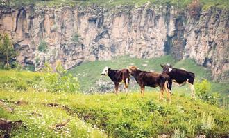 tre kor i dashbashi-dalen står på kanten på kanjonen foto