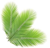 kokos blad isolerad på vit bakgrund foto