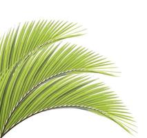 grönt palmblad isolerad på vit bakgrund foto