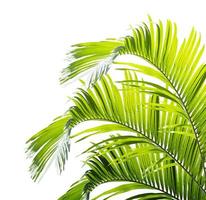 palmblad isolerad på vit bakgrund foto
