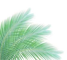 palmblad isolerat foto