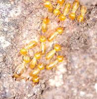 närbild termiter eller vita myror foto