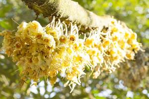 durian blommor knopp på durian träd foto