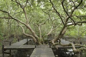 träpromenad längs tropisk mangroveskog foto