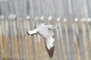 måsar flyger vid stranden foto